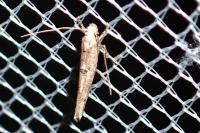 Zelleria oleastrella