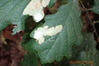 Tischeria ekebladella