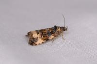 Endothenia gr. gentianaeana