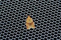 Clepsis consimilana