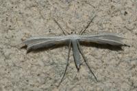 Pterophorus pentadactylus