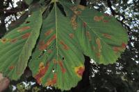 Cameraria ohridella