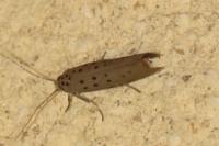Yponomeuta sedella