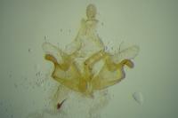 Coleophora texanella