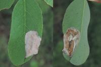 Macrosaccus robiniella