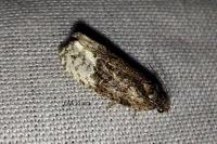 Apotomis betuletana