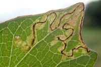 Stigmella freyella