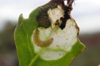 Chrysoesthia sexguttella
