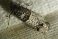 Notocelia incarnatana
