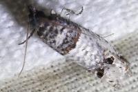 Notocelia incarnatana