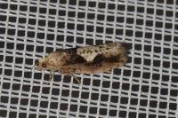 Epinotia brunnichana