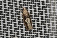 Epinotia brunnichana