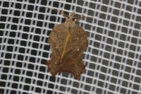 Acleris emargana