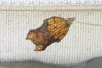 Acleris emargana