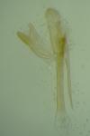 Monopis crocicapitella