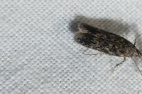 Scrobipalpa atriplicella