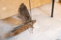 Scrobipalpa