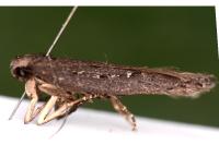 Neofaculta ericetella