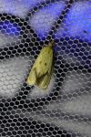 Agapeta hamana