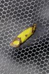 Agapeta zoegana