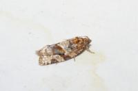 Argyrotaenia ljungiana