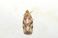 Argyrotaenia ljungiana