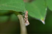 Phyllonorycter emberizaepenella