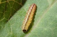 Chrysoesthia sexguttella