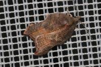 Acleris emargana