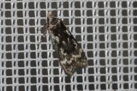 Anacampsis blattariella/populella