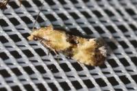Eupoecilia angustana