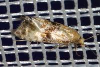 Eupoecilia angustana