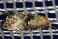 Eupoecilia angustana