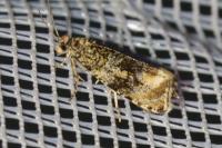 Celypha lacunana