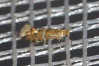 Phyllonorycter ulmifoliella