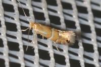 Phyllonorycter ulmifoliella
