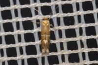 Phyllonorycter ulmifoliella