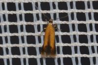 Coptotriche marginea
