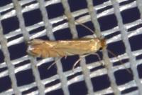 Phyllonorycter quercifoliella