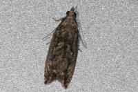Epinotia