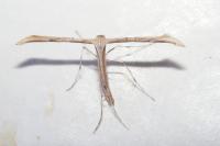 Emmelina monodactyla