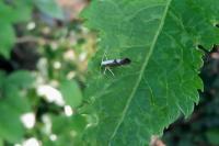Argyresthia spinosella