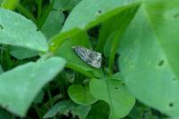 Celypha lacunana