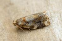 Archips xylosteana