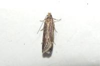 Aroga velocella