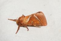 Triodia sylvina