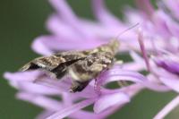 Anthophila fabriciana