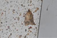 Epagoge grotiana