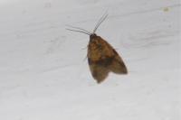 Epagoge grotiana