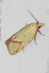Agapeta hamana